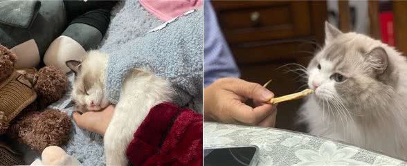 布偶猫有多好?不养不知道，让你捡到宝