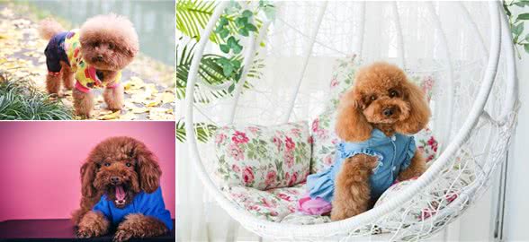 泰迪犬的6大缺点，第一点就很糟心，看完你还想养吗?