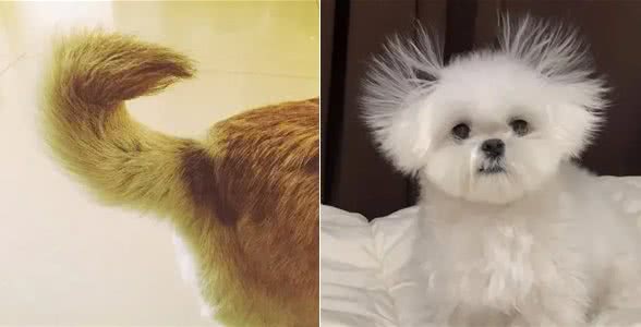 狗鼻子是身份证，狗狗眼中只有蓝色和黄色，这些狗知识你知道吗?