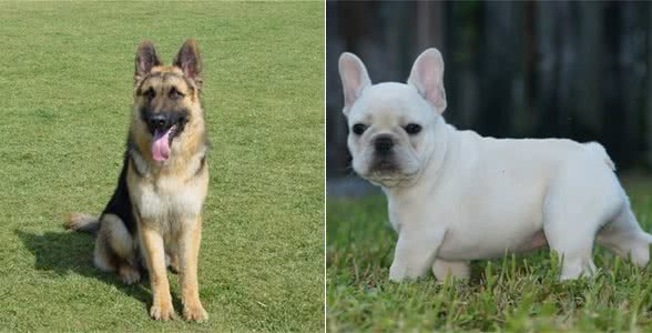 盘点国内十大受欢迎的犬种，常见的家庭伴侣犬