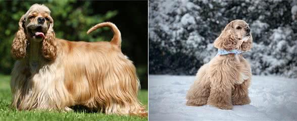 207个品种纯种犬介绍十一(黑色可卡犬和其它纯色可卡犬)
