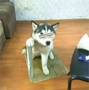 世界上体型最小的哈士奇,其实它是一个神奇的品种,专治拆家!