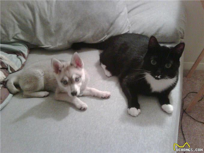 世界上体型最小的哈士奇,其实它是一个神奇的品种,专治拆家!