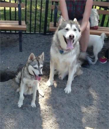 世界上体型最小的哈士奇,其实它是一个神奇的品种,专治拆家!