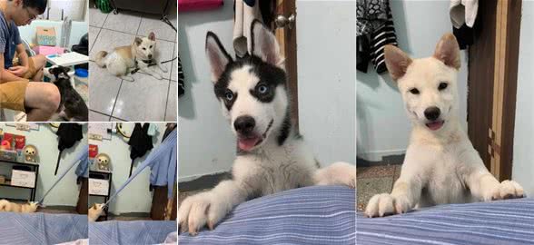 狗狗突然对着门狂吠，把衣服咬成3倍长还不掉，网友:什么牌子