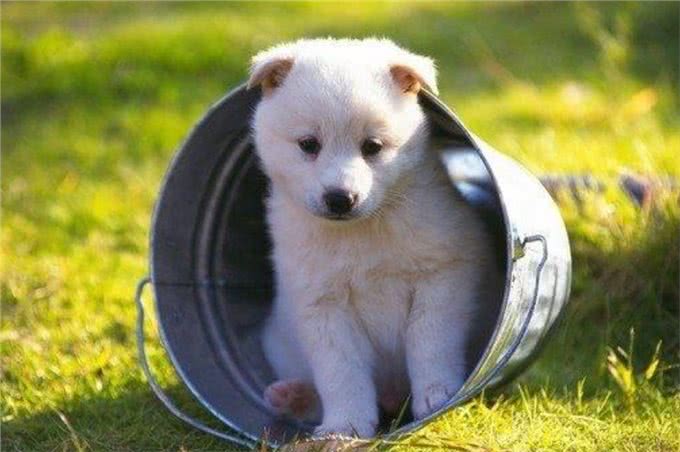 聚焦养宠：狗狗体内驱虫啊小狗怎么做体内驱虫