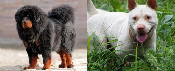4大土生土长的中华猛犬，实力非凡，在国外非常有名