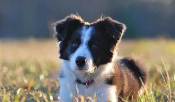 照料伤犬:受伤的狗狗吃什么好小狗受伤后吃什么比较好