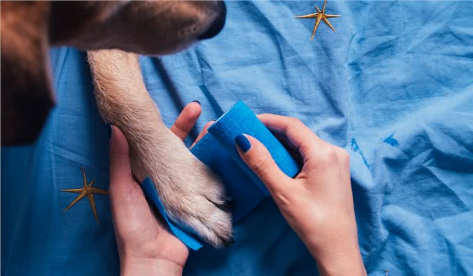 照料伤犬:受伤的狗狗吃什么好小狗受伤后吃什么比较好
