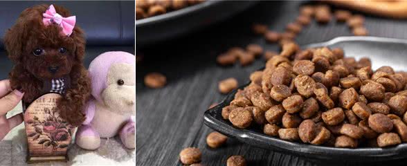 为什么养茶杯犬的人越来越少?背后的真相很扎心