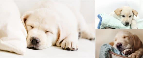 狗狗鼻子干，是什么情况?