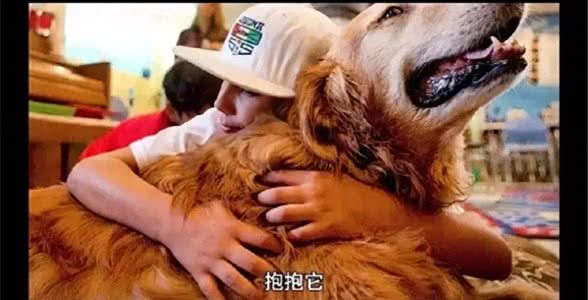 狗狗的心声:我们捣蛋行为其实是在说我爱你导语