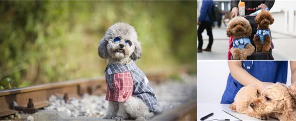 泰迪犬如果步入老年期，会有哪些明显的特征?
