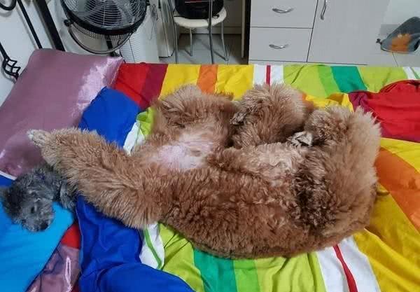 狗狗不同睡姿代表不同情绪，蜷缩睡觉的狗狗没有安全感