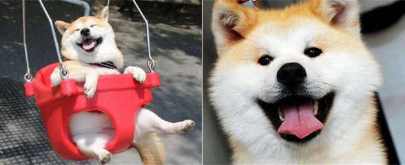 分辨不出来秋田犬和柴犬?这些特征你都没有注意到，其实差距很大