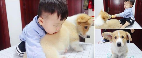 给宝宝养只狗吧，相互陪伴着一起长大，你不知道的好处竟然有这么多