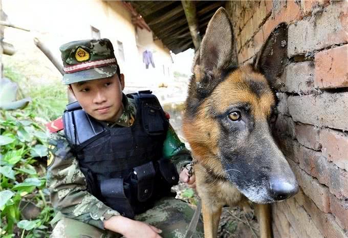 警犬排行榜:这几种狗狗,都是坏人的克星