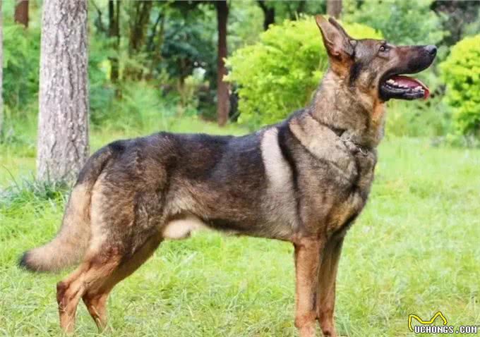 警犬排行榜:这几种狗狗,都是坏人的克星