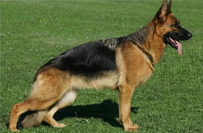 警犬排行榜:这几种狗狗,都是坏人的克星