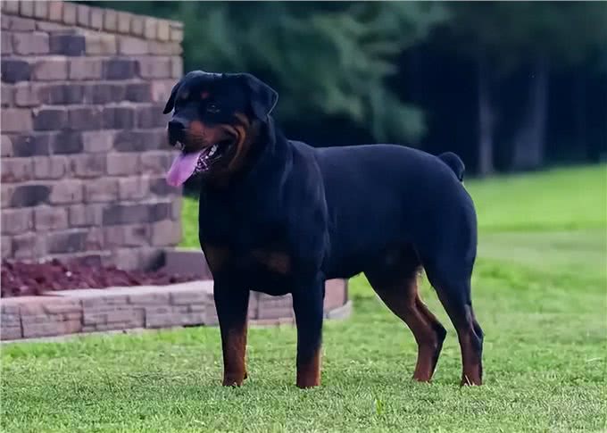 警犬排行榜:这几种狗狗,都是坏人的克星