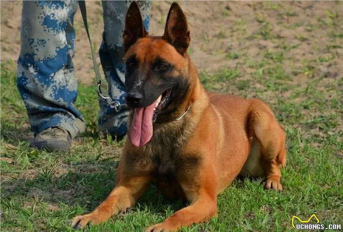 警犬排行榜:这几种狗狗,都是坏人的克星