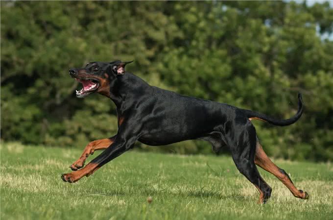 警犬排行榜:这几种狗狗,都是坏人的克星
