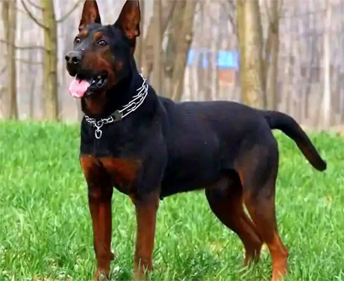 警犬排行榜:这几种狗狗,都是坏人的克星