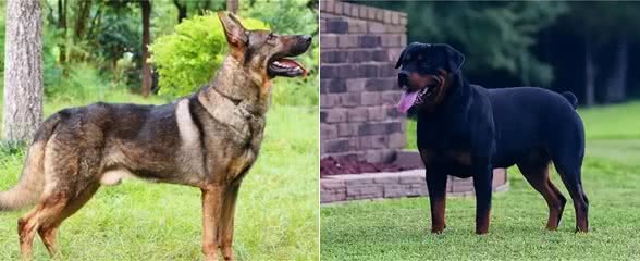 警犬排行榜:这几种狗狗，都是坏人的克星