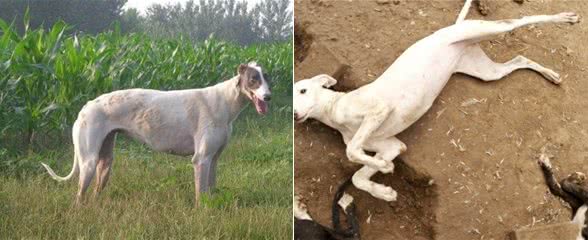灵缇犬怎么训练和注意事项