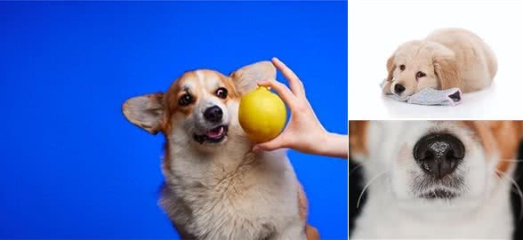 狗狗也有喜怒哀乐!它们讨厌的6种气味竟是这些?