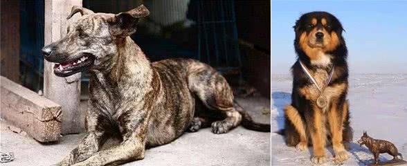 7只中国獒犬体型巨大，霸气十足，不比国外品种差!