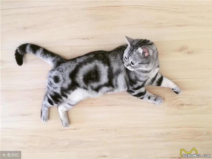 那些你不知道的美国短毛猫的佛系花色