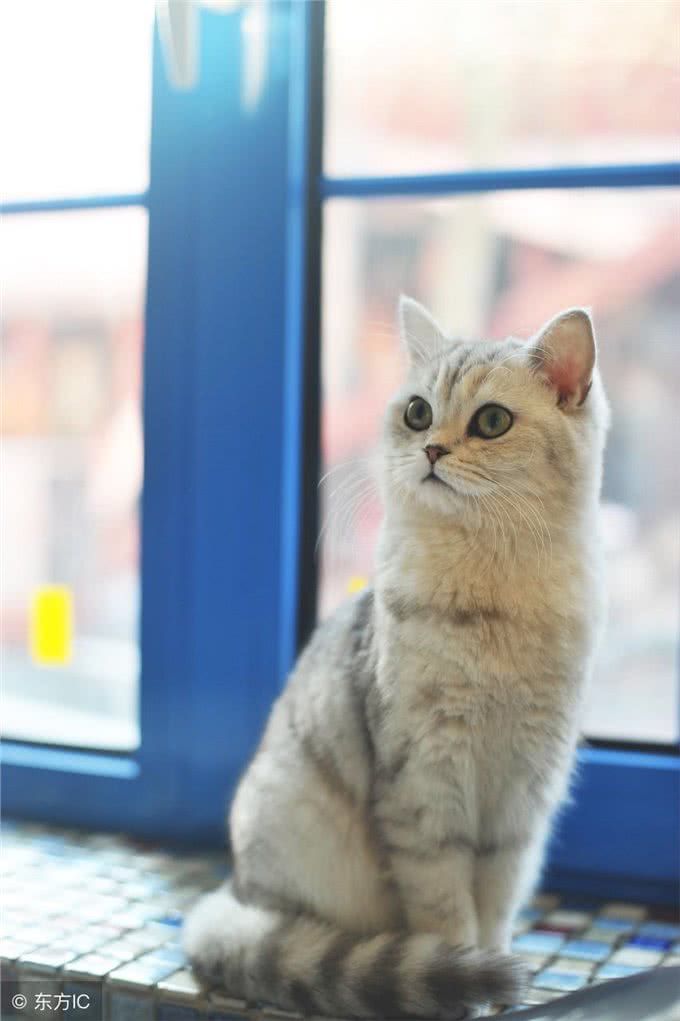 那些你不知道的美国短毛猫的佛系花色