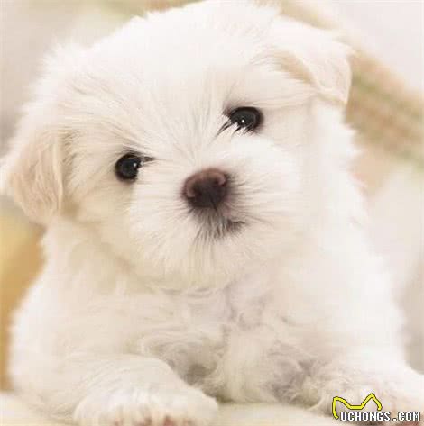 学会这几招，狗狗毛发丝一般的顺滑，就是这么自信