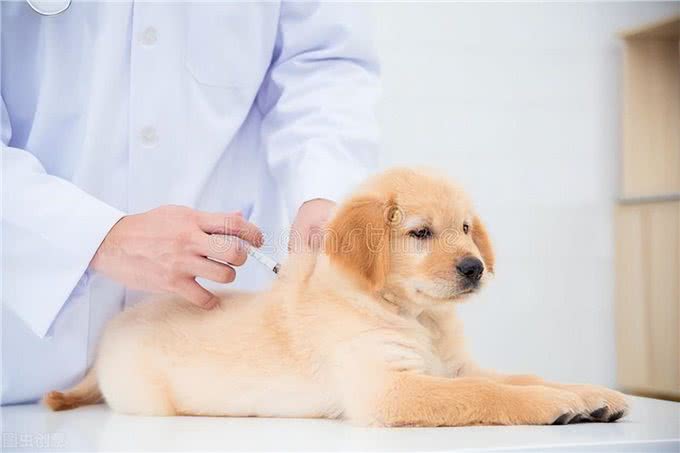 狗狗都需要打什么针?什么时间打?