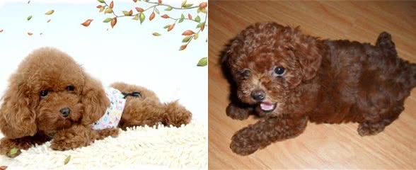 贵宾犬可不是随便配种的!得先知道这些禁忌才能有健康的宝宝!