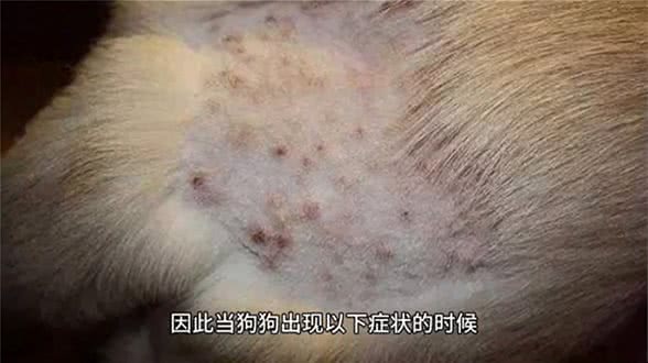 出现这八大症状，可能是你的狗狗生病了!—养狗经验分享