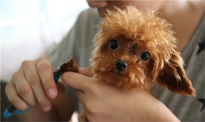 狗狗身上有跳蚤该怎么办?