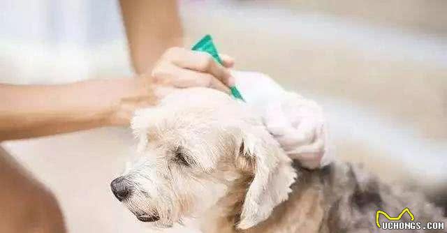 狗狗身上有跳蚤该怎么办?