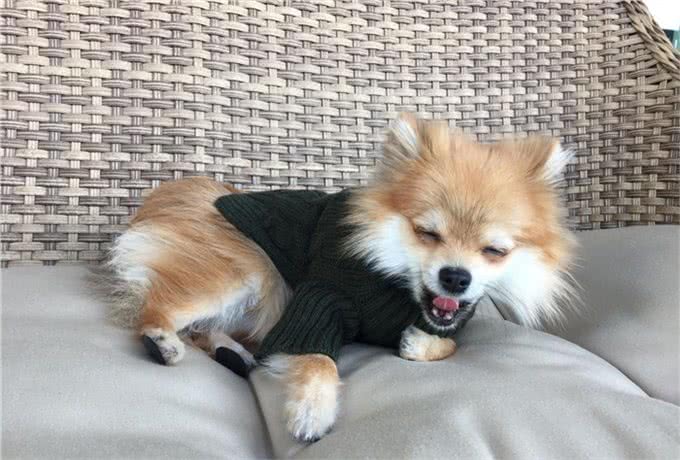 狗狗身上有跳蚤该怎么办?