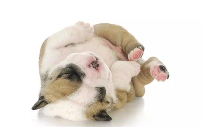 狗狗身上有跳蚤该怎么办?