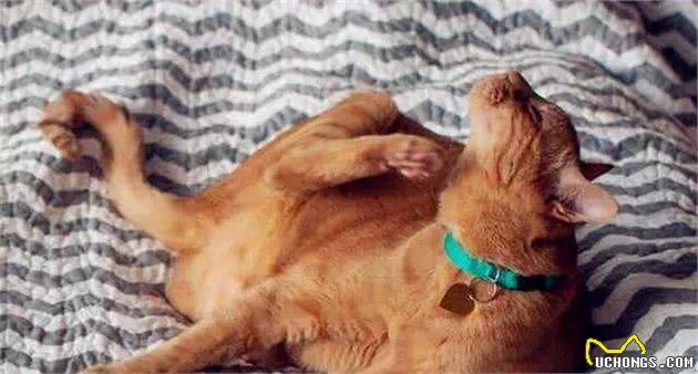 狗狗身上有跳蚤该怎么办?