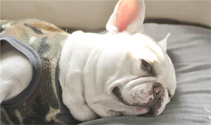 狗狗身上有跳蚤该怎么办?