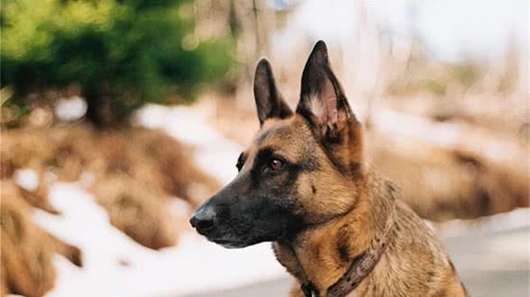 波利犬为什么禁养