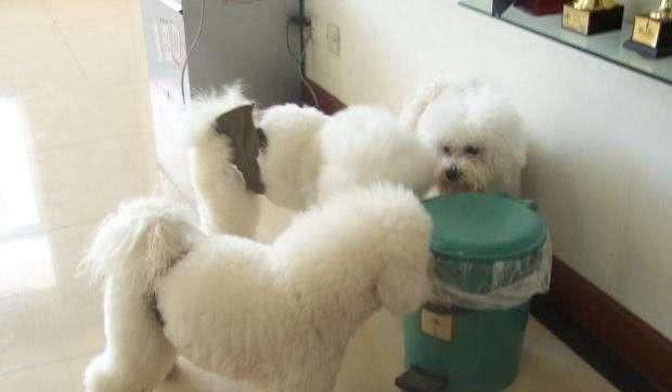 狗狗坏习惯形成的三大原因