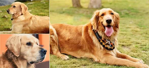 金毛犬吃什么食物最好wellness宠物健康推荐