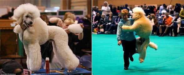 英国伯明翰Crufts犬赛开幕各类萌犬争先亮相
