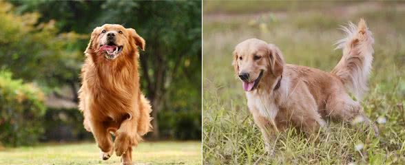 别被骗了!金毛犬的6大缺点，不是一般人能承受的