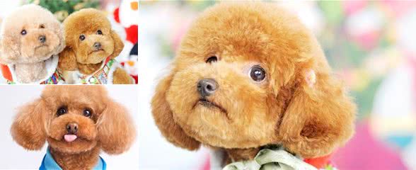 泰迪犬这样饲养就错了