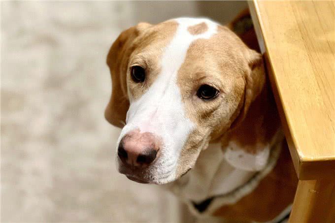 让爱犬不再孤单：5个行为改善让狗狗更快乐